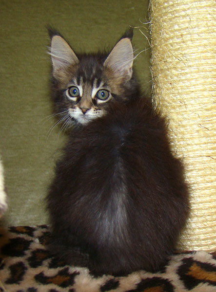    Catsvill County!   !    !       !!!    Catsvill County +7-926-544-74-09     .   ,   ,   ,    ,   ,  ,     ,   -,    ,   !